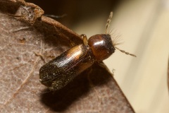 Scobicia chevrieri