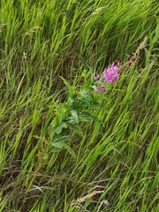 Chamaenerion angustifolium