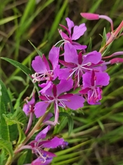 Chamaenerion angustifolium