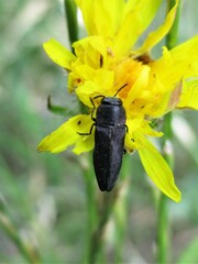 Anthaxia kiesenwetteri