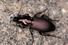 Poecilus lepidus