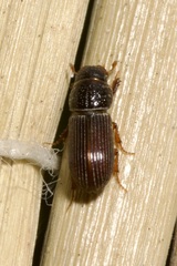 Pleurophorus