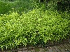 Pleioblastus auricomus