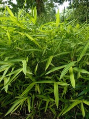 Pleioblastus auricomus