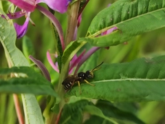 Cerceris