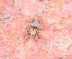 Habronattus arcalorus