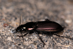 Poecilus lepidus