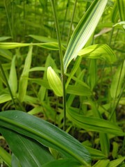 Pleioblastus auricomus