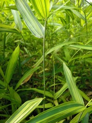 Pleioblastus auricomus