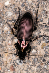Poecilus lepidus
