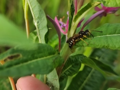 Cerceris