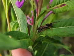 Cerceris