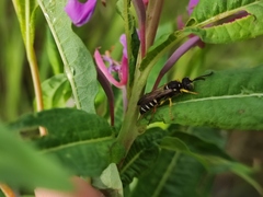 Cerceris