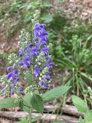 Scutellaria incana