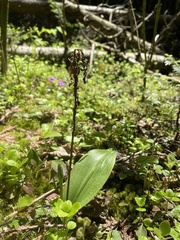 Platanthera obtusata