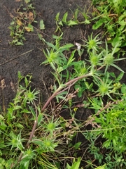 Eryngium planum