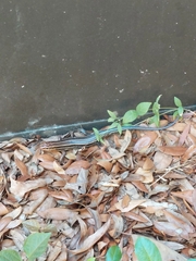 Plestiodon inexpectatus