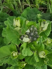 Arctium tomentosum