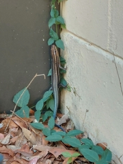 Plestiodon inexpectatus