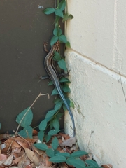 Plestiodon inexpectatus