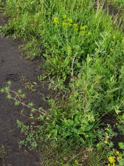 Eryngium planum