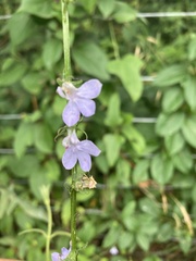 Lobelia appendiculata
