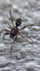 Asagena americana