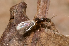 Scopaeus