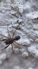 Asagena americana