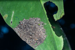 Nylanderia caeciliae