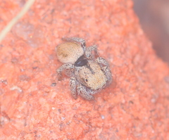 Habronattus arcalorus