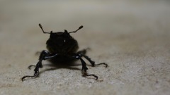 Lucanus placidus