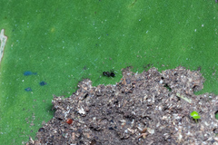 Nylanderia caeciliae