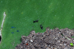 Nylanderia caeciliae