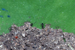 Nylanderia caeciliae