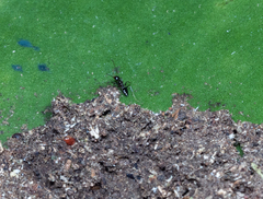 Nylanderia caeciliae