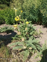 Astragalus alopecurus