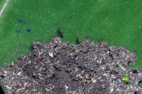 Nylanderia caeciliaeNylanderia caeciliae