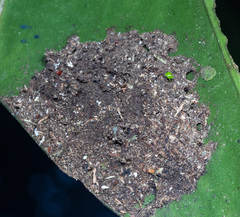 Nylanderia caeciliae