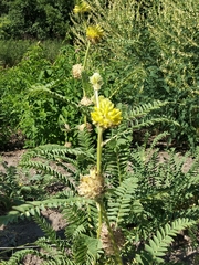 Astragalus alopecurus