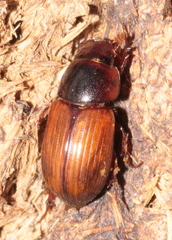 Bodilopsis rufa