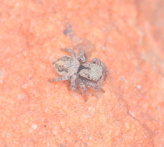 Habronattus arcalorus