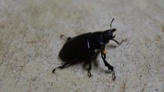 Lucanus placidus
