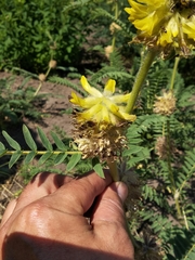 Astragalus alopecurus