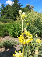 Astragalus alopecurus