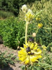 Astragalus alopecurus