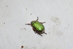 Chrysina orizabae