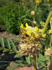 Astragalus alopecurus