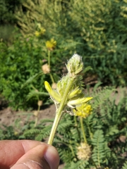 Astragalus alopecurus