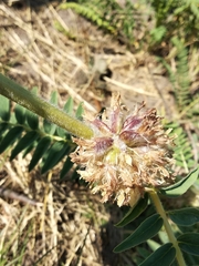 Astragalus alopecurus